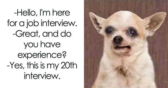 50 Animal Memes That Will Totally Brighten Your Day (No Kidding!)