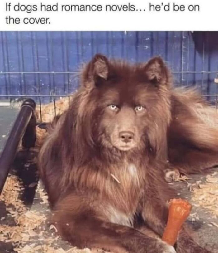 50 Animal Memes That Will Totally Brighten Your Day (No Kidding!)