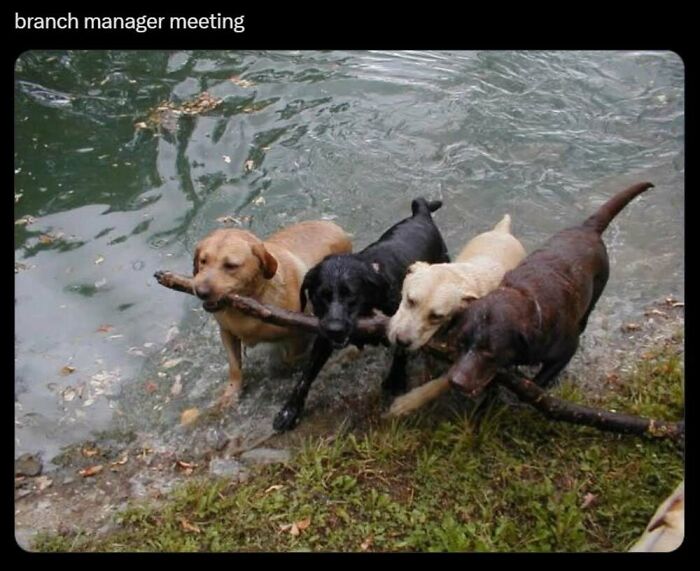 50 Animal Memes That Will Totally Brighten Your Day (No Kidding!)