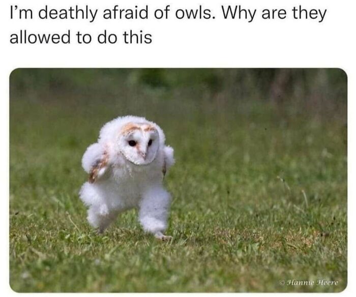 50 Animal Memes That Will Totally Brighten Your Day (No Kidding!)