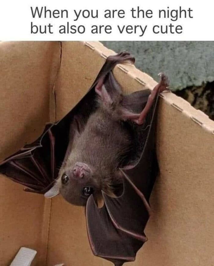 50 Animal Memes That Will Totally Brighten Your Day (No Kidding!)