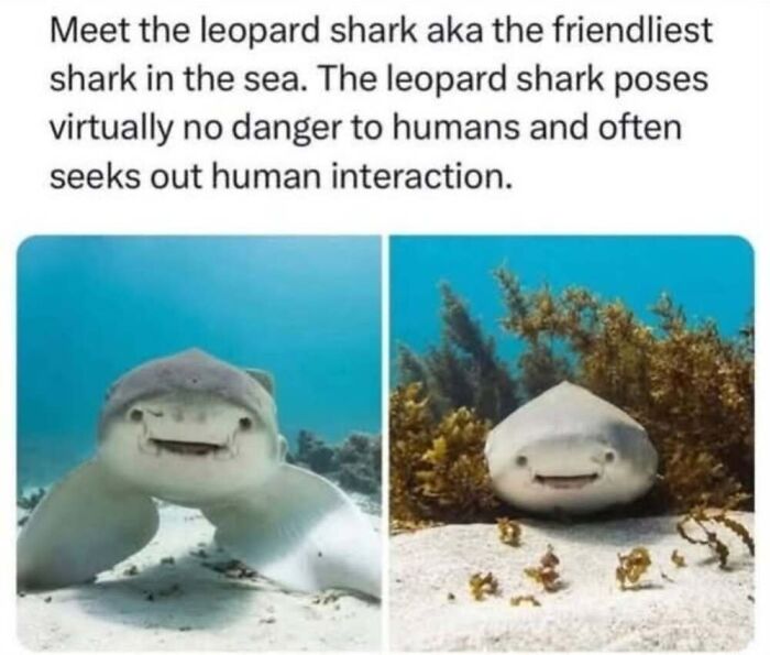 50 Animal Memes That Will Totally Brighten Your Day (No Kidding!)