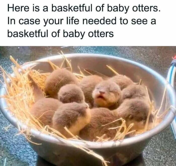 50 Animal Memes That Will Totally Brighten Your Day (No Kidding!)