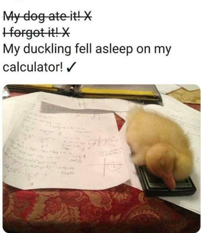 50 Animal Memes That Will Totally Brighten Your Day (No Kidding!)