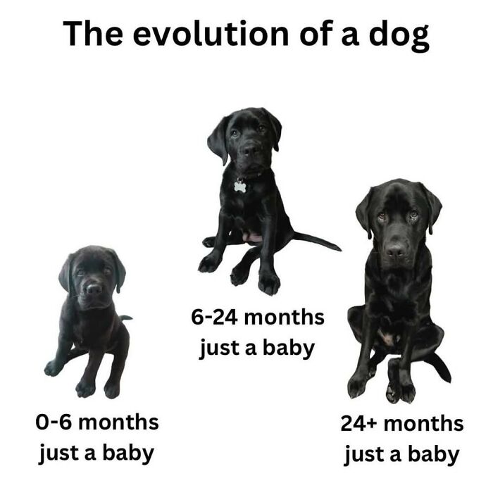 50 Animal Memes That Will Totally Brighten Your Day (No Kidding!)