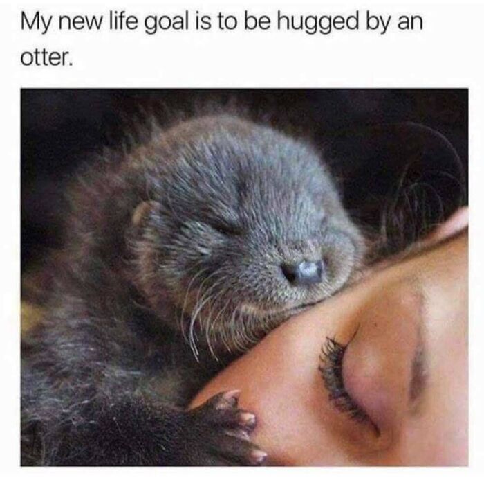 50 Animal Memes That Will Totally Brighten Your Day (No Kidding!)