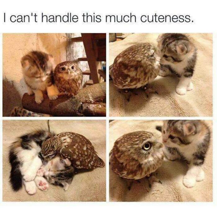 50 Animal Memes That Will Totally Brighten Your Day (No Kidding!)
