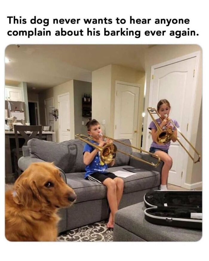 50 Animal Memes That Will Totally Brighten Your Day (No Kidding!)
