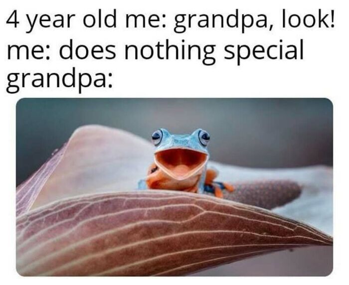 50 Animal Memes That Will Totally Brighten Your Day (No Kidding!)