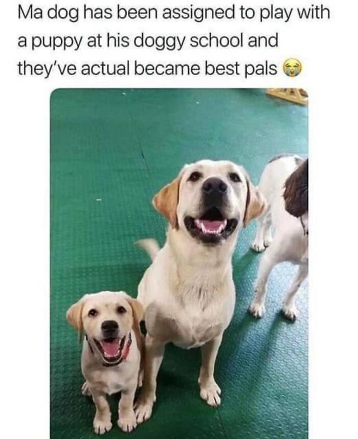50 Animal Memes That Will Totally Brighten Your Day (No Kidding!)