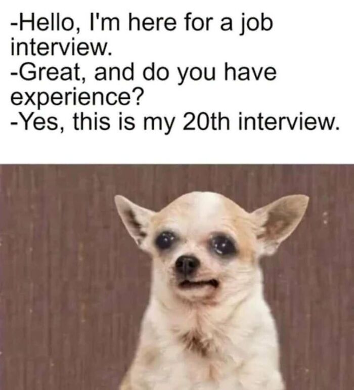50 Animal Memes That Will Totally Brighten Your Day (No Kidding!)