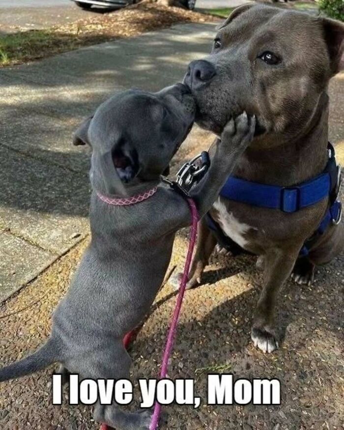 50 Animal Memes That Will Totally Brighten Your Day (No Kidding!)