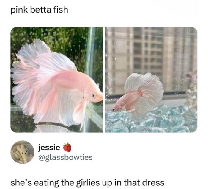 50 Animal Memes That Will Totally Brighten Your Day (No Kidding!)