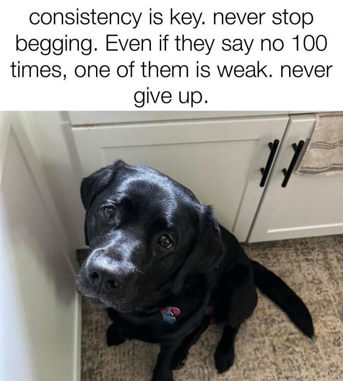 50 Animal Memes That Will Totally Brighten Your Day (No Kidding!)