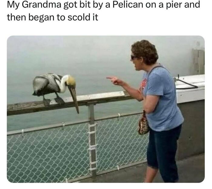 50 Animal Memes That Will Totally Brighten Your Day (No Kidding!)