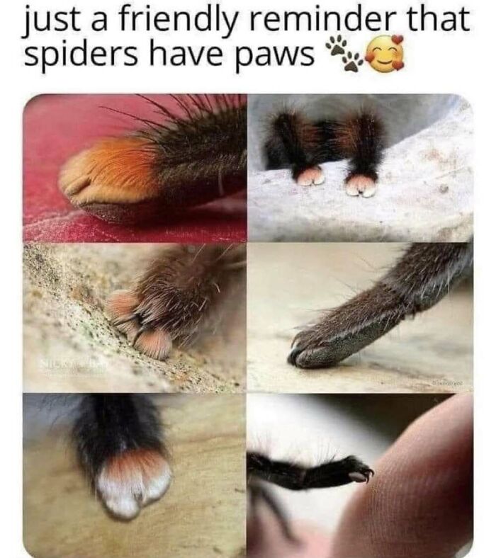 50 Animal Memes That Will Totally Brighten Your Day (No Kidding!)