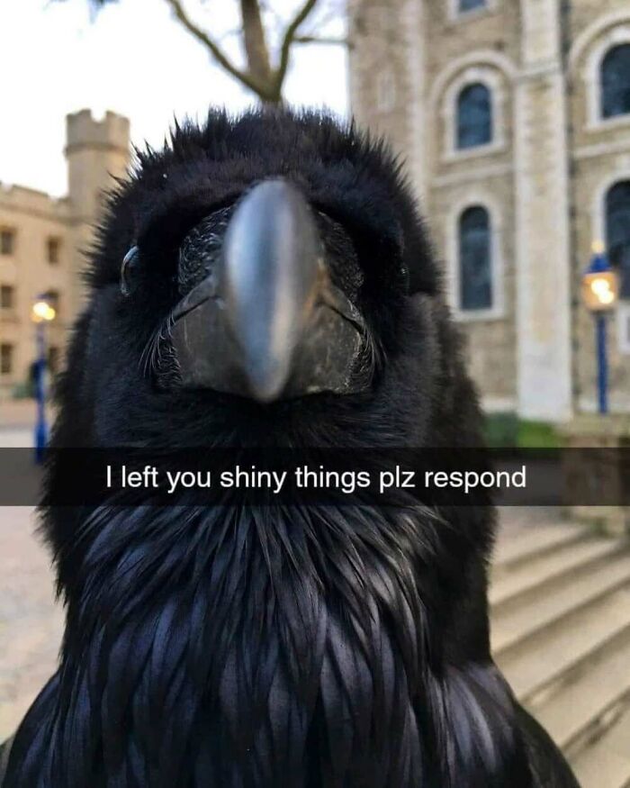 50 Animal Memes That Will Totally Brighten Your Day (No Kidding!)