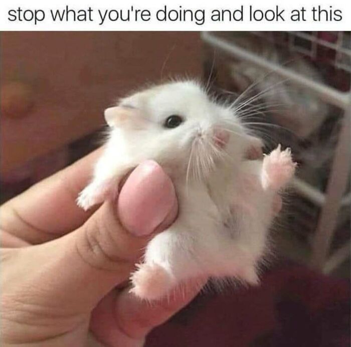 50 Animal Memes That Will Totally Brighten Your Day (No Kidding!)