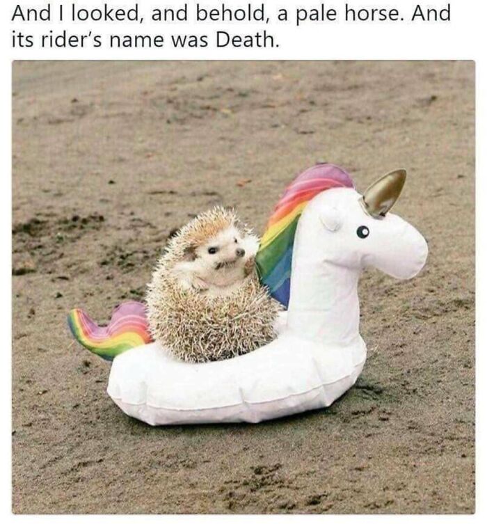 50 Animal Memes That Will Totally Brighten Your Day (No Kidding!)