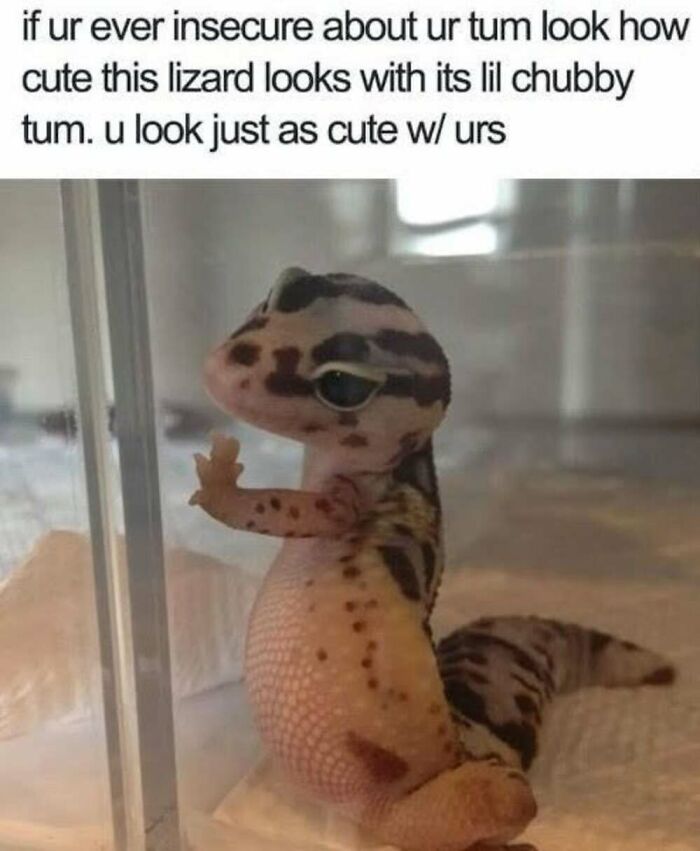 50 Animal Memes That Will Totally Brighten Your Day (No Kidding!)