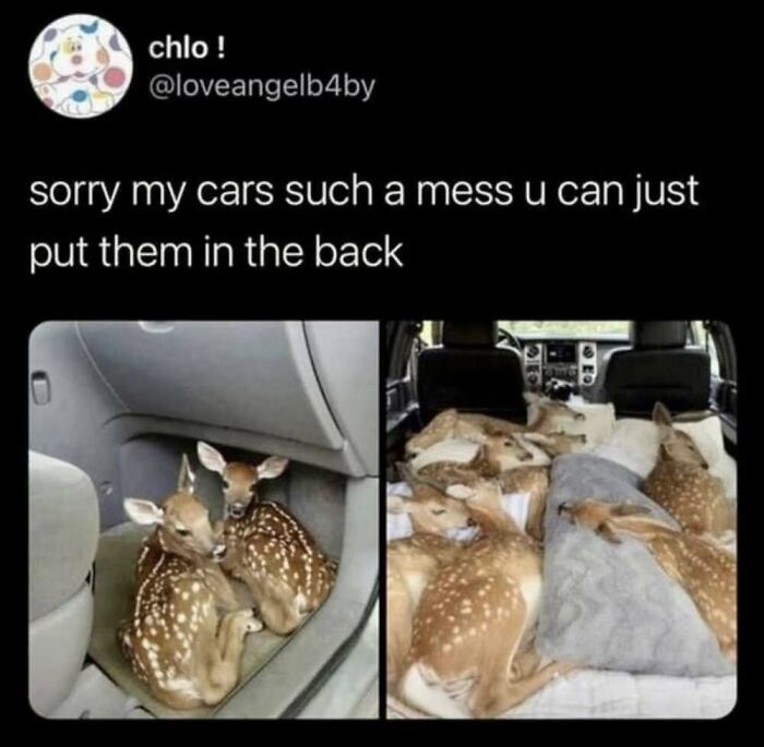 50 Animal Memes That Will Totally Brighten Your Day (No Kidding!)