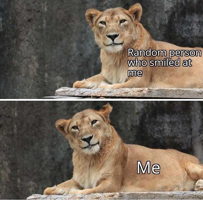 50 Animal Memes That Will Totally Brighten Your Day (No Kidding!)