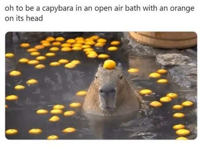 50 Animal Memes That Will Totally Brighten Your Day (No Kidding!)