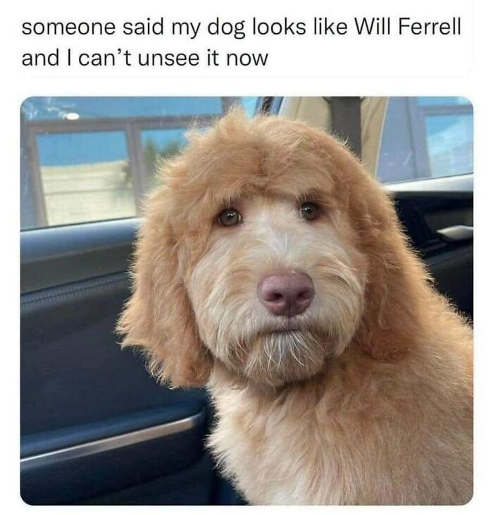 50 Animal Memes That Will Totally Brighten Your Day (No Kidding!)