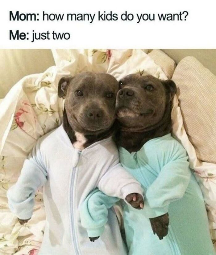 50 Animal Memes That Will Totally Brighten Your Day (No Kidding!)