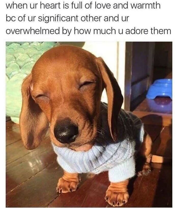 50 Animal Memes That Will Totally Brighten Your Day (No Kidding!)