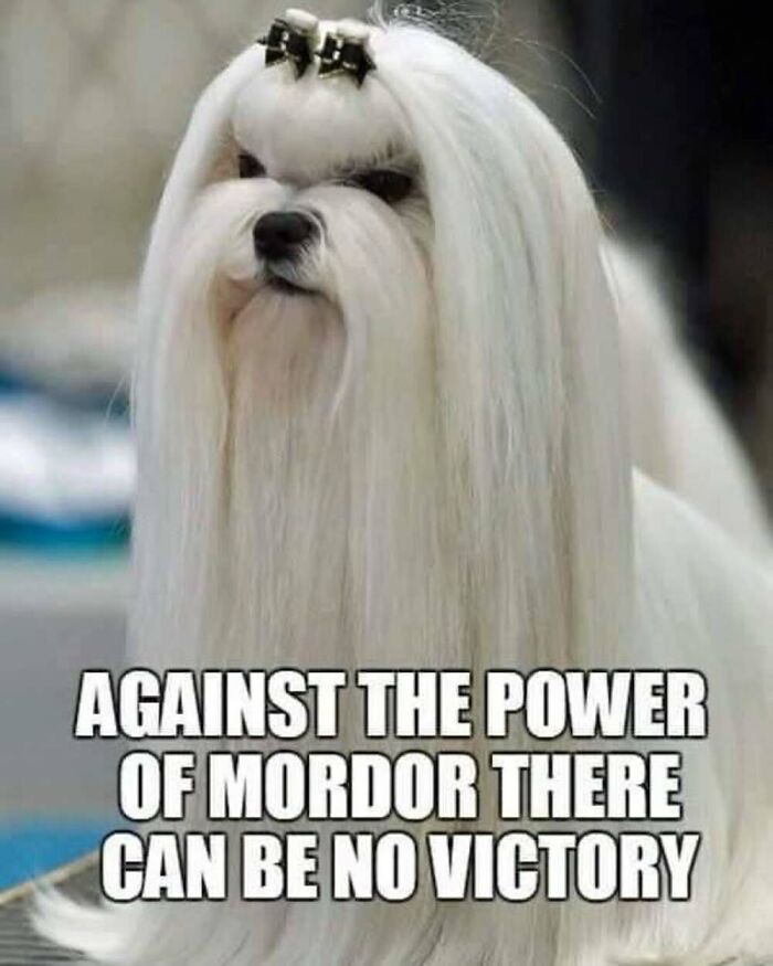 50 Animal Memes That Will Totally Brighten Your Day (No Kidding!)