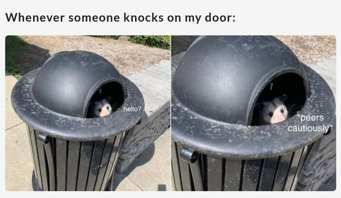 50 Animal Memes That Will Totally Brighten Your Day (No Kidding!)