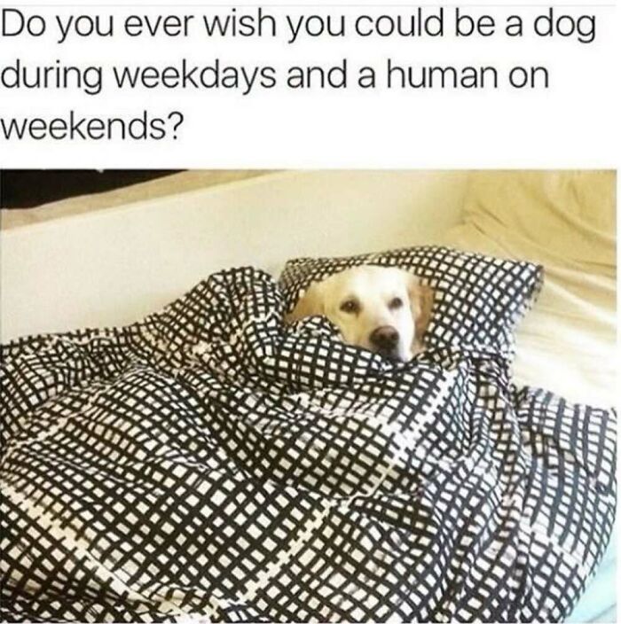 50 Animal Memes That Will Totally Brighten Your Day (No Kidding!)