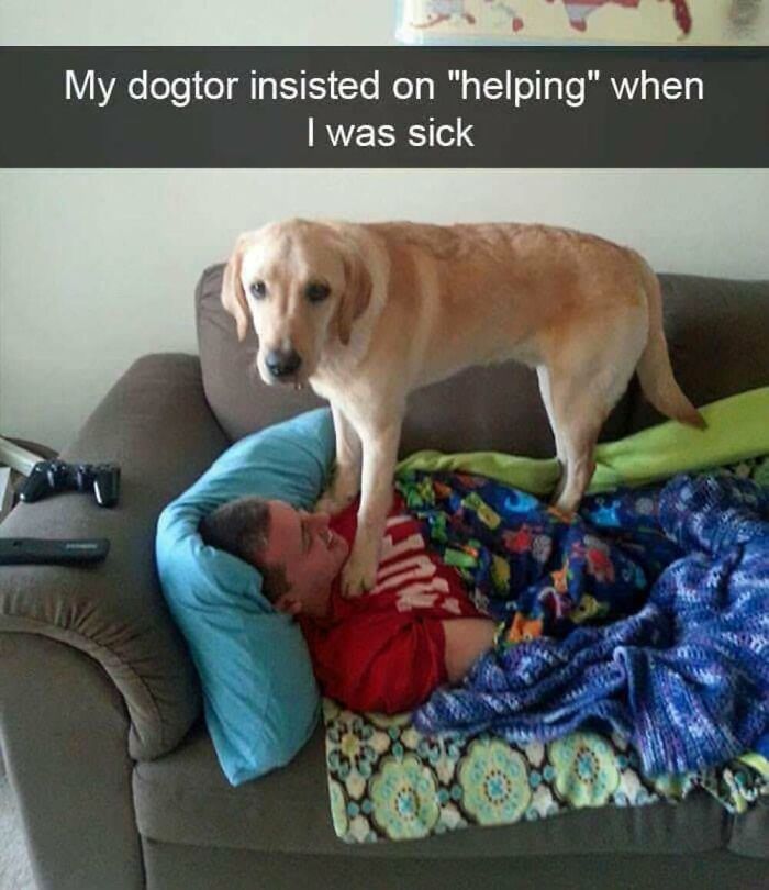 50 Animal Memes That Will Totally Brighten Your Day (No Kidding!)