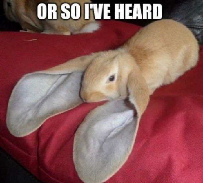 50 Animal Memes That Will Totally Brighten Your Day (No Kidding!)