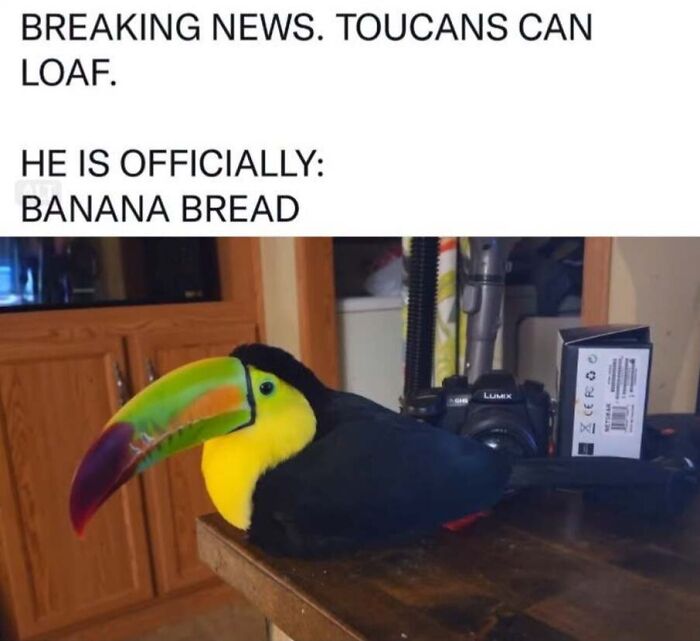 50 Animal Memes That Will Totally Brighten Your Day (No Kidding!)