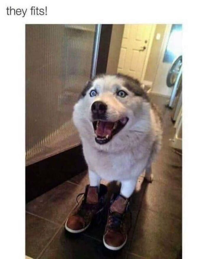 50 Animal Memes That Will Totally Brighten Your Day (No Kidding!)