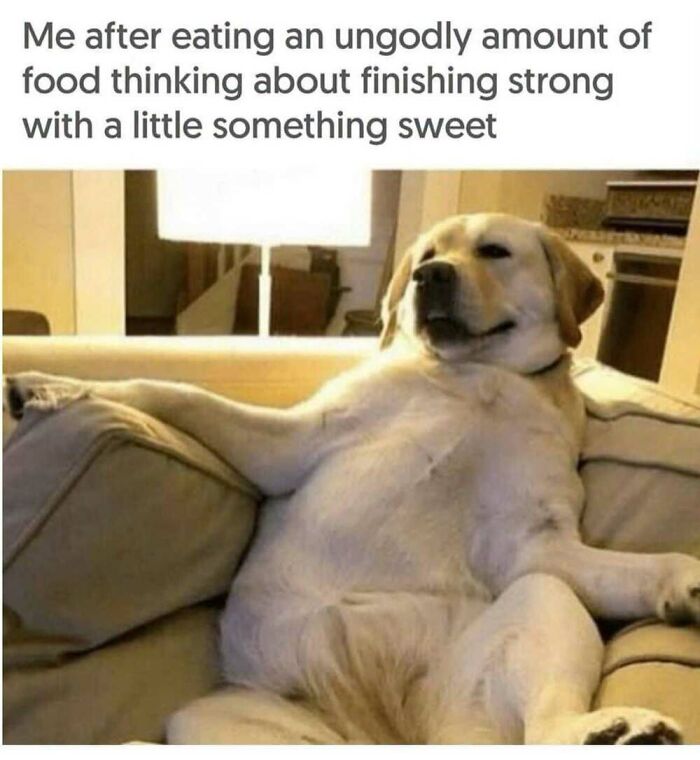 50 Animal Memes That Will Totally Brighten Your Day (No Kidding!)