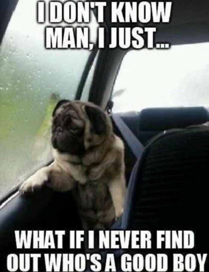 50 Animal Memes That Will Totally Brighten Your Day (No Kidding!)