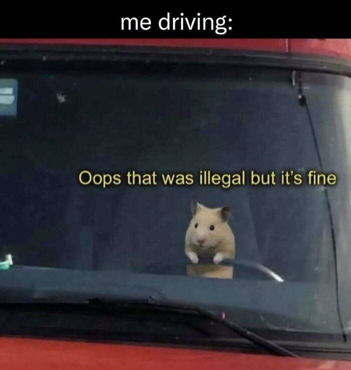 50 Animal Memes That Will Totally Brighten Your Day (No Kidding!)