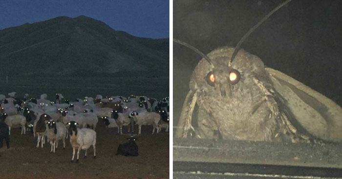 33 Wild Nature Moments That Totally Caught Us Off Guard