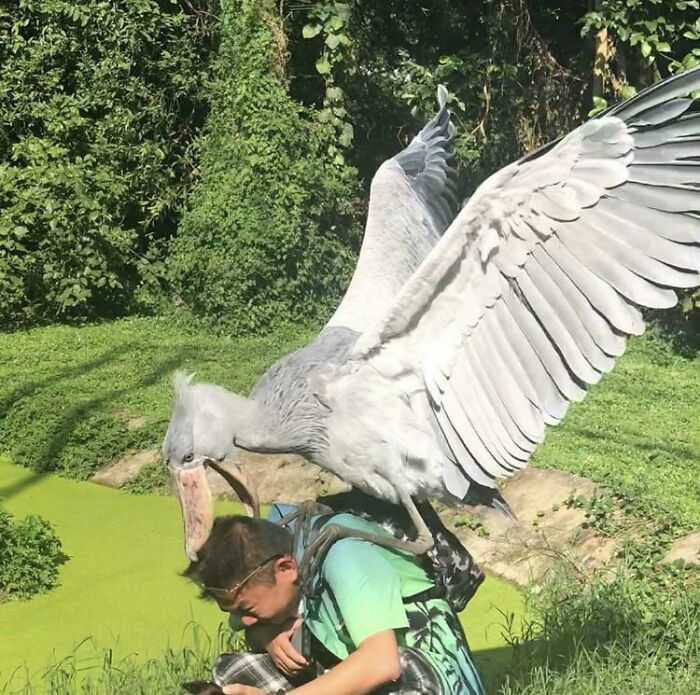 Meet The Shoebill Stork, Nature’s Grumpy Giant
