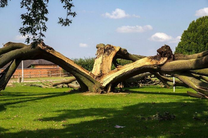 When Lightning Decides to Slice a Tree Like a Samurai
