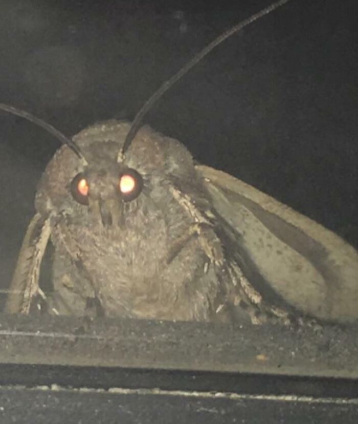 Up Close and Personal With a Moth That’s Clearly Up to Something