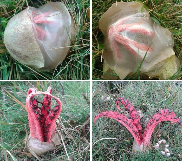 Fungi So Weird They Belong in a Lovecraft Story