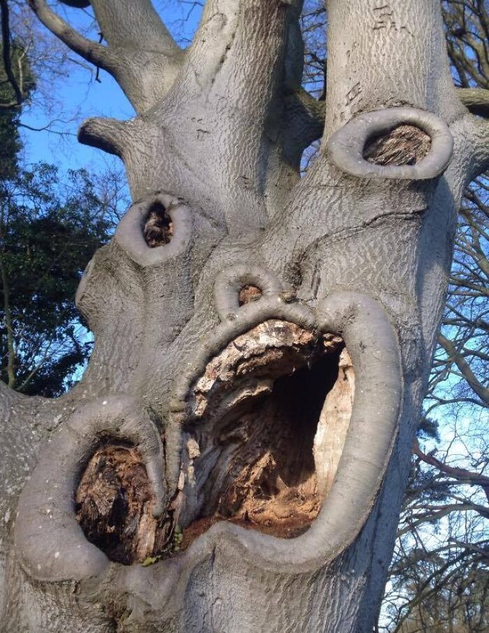 That Tree Outside the Retirement Home? Secretly Kinda Creepy