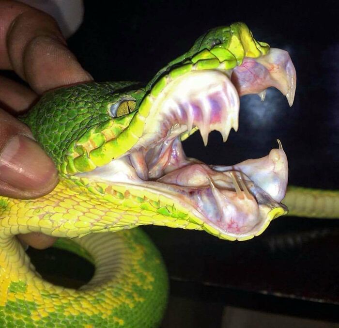 Emerald Tree Boa Showing Off Its Snazzy Fangs