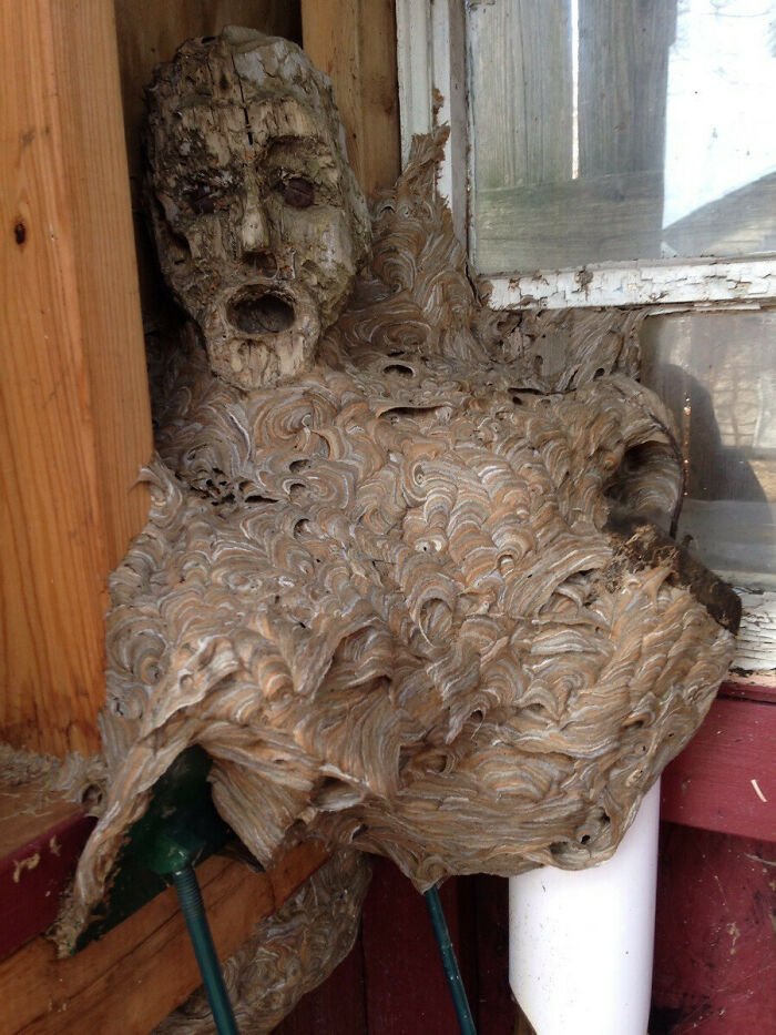 Hornets Nest Turned Wooden Statue Into a Haunted Masterpiece