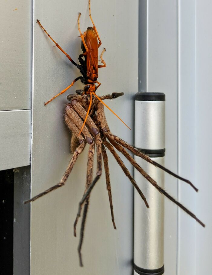 Tarantula Hawk Wasp Playing 'Gotcha!' With a Huntsman Spider