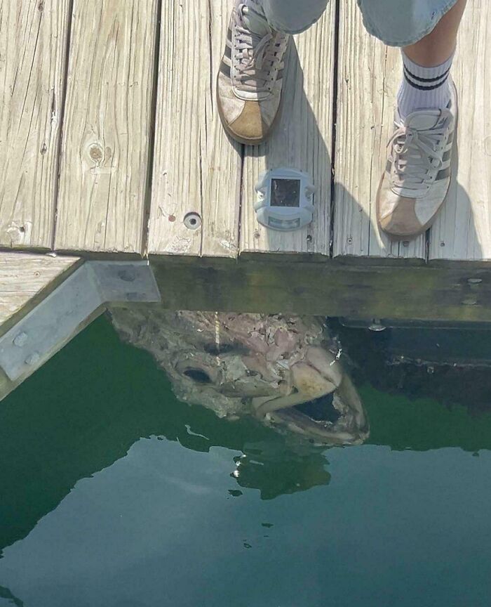 This Mysterious Harbor Visitor Just Chillin'